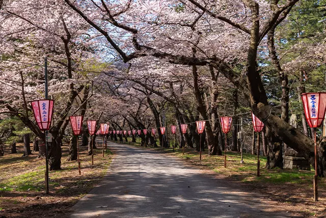 金木桜まつり