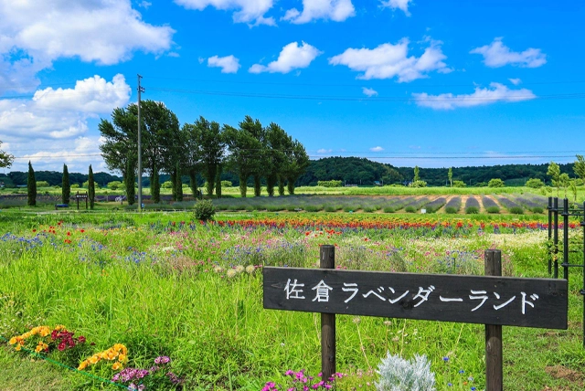 佐倉ラベンダーランド