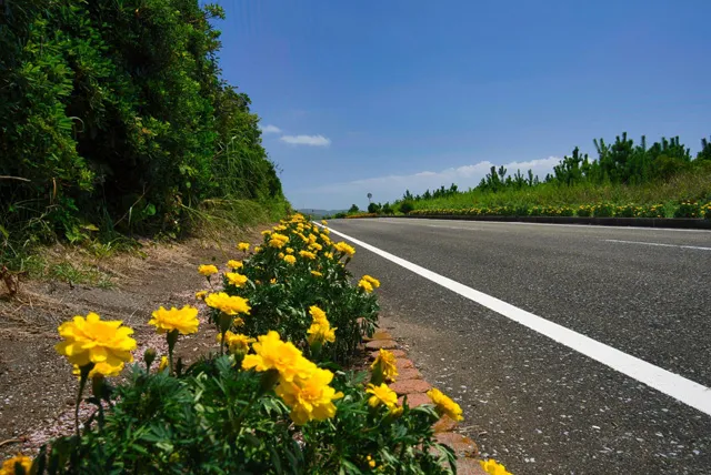 房総フラワーライン