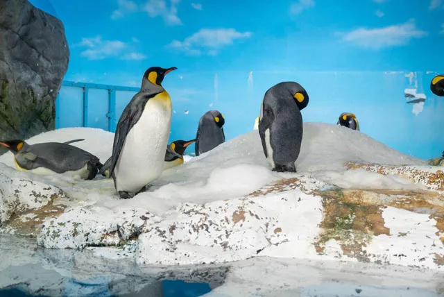 鴨川シーワールド