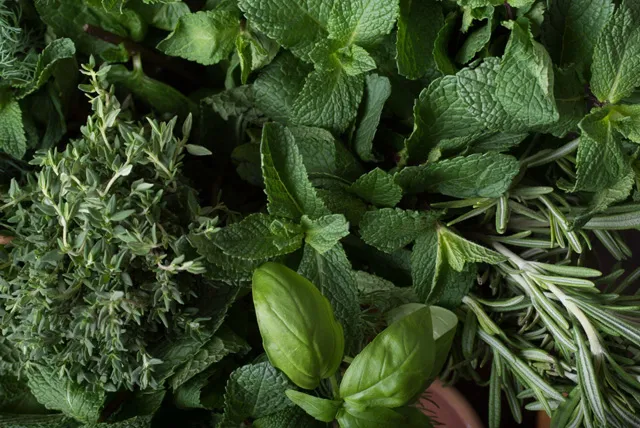 様々なハーブ