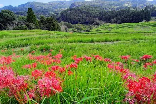 大山千枚田