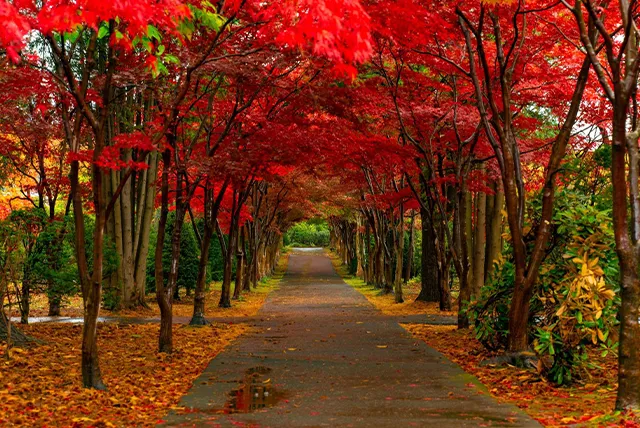 平岡樹芸センター