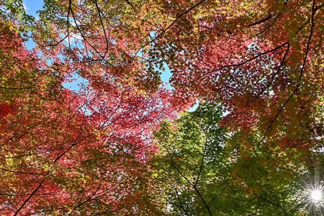 烏帽子山公園