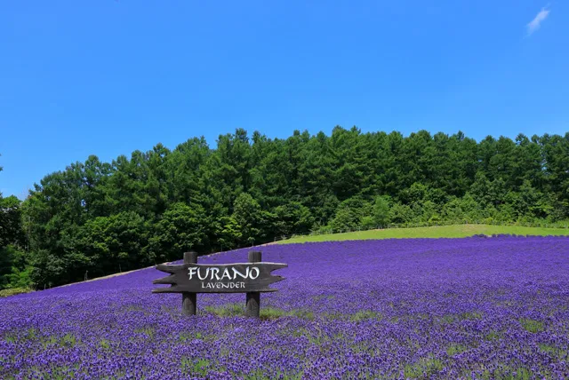 富良野のラベンダー畑