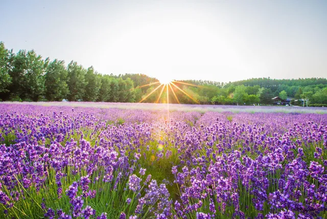 富良野ラベンダー畑