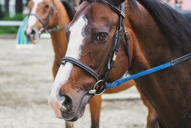 ノーザンホースパークの馬