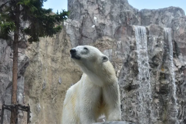 旭山動物園