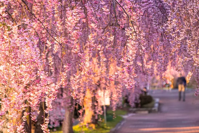 日中線しだれ桜並木