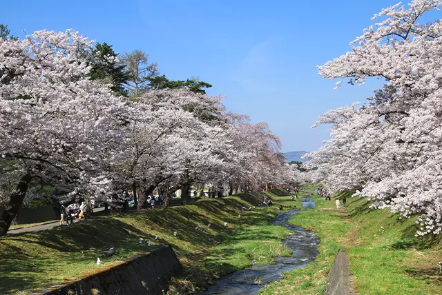 観音寺川の桜並木