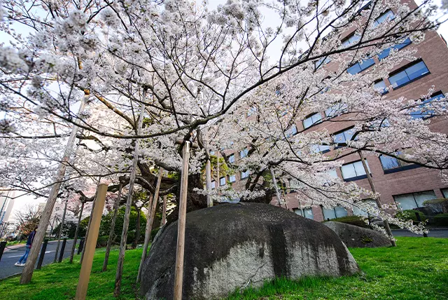 石割桜