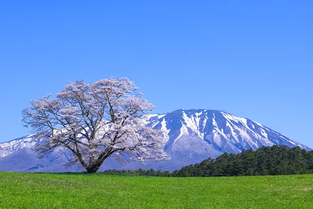 小岩井農場