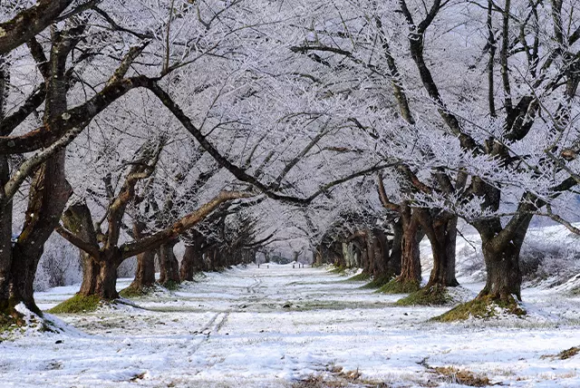 雫石川園地の桜並木