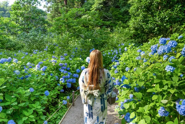 あじさい寺を観光する浴衣の女性