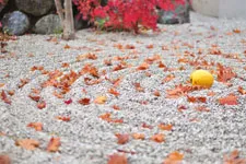 寺院の落ち葉