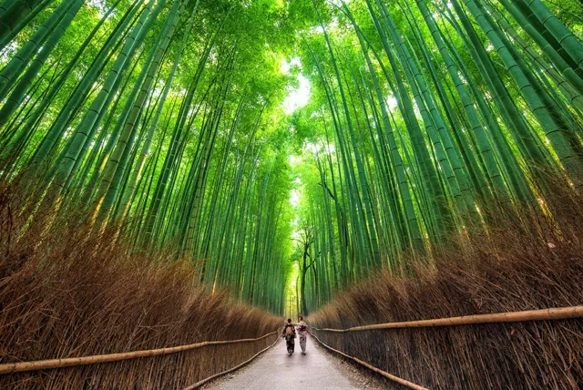 嵯峨野の竹林