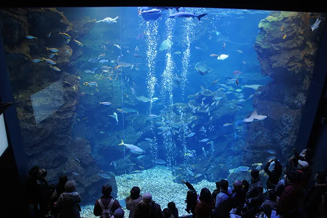 京都水族館（洛中エリア）