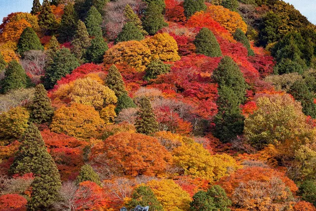 豊田市