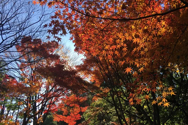 白鳥庭園の紅葉