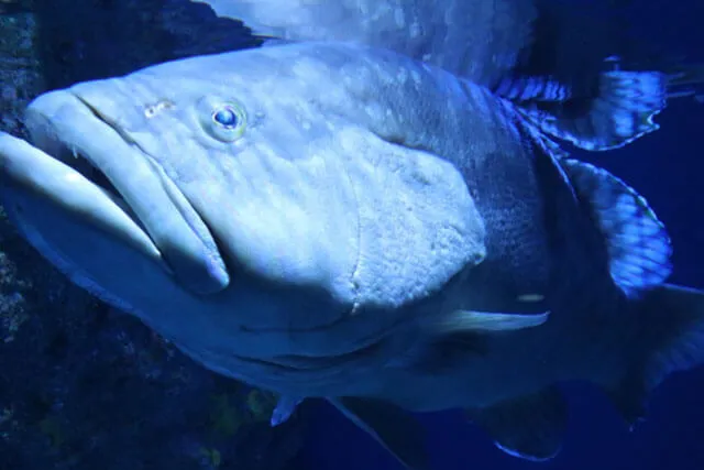 名古屋港水族館