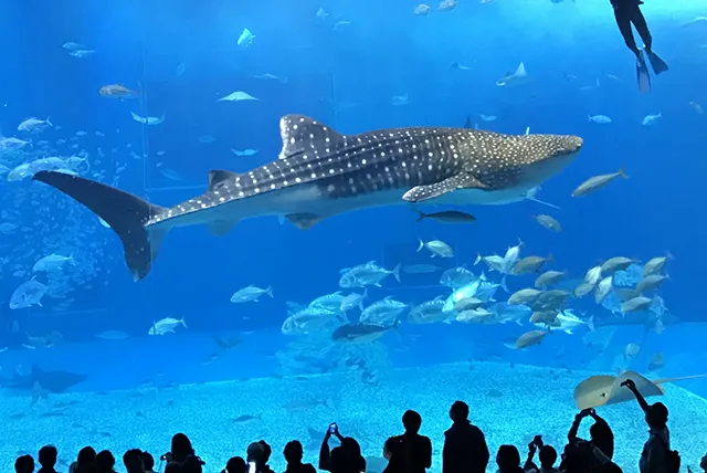 美ら海水族館