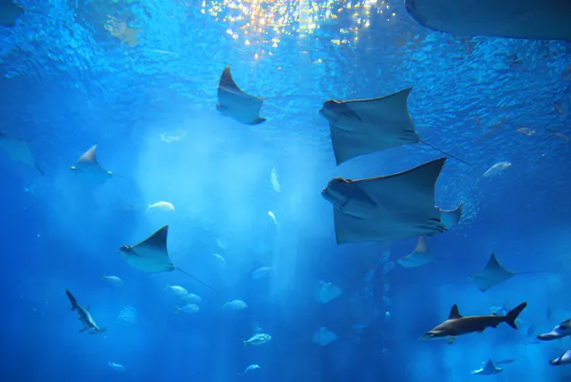 水族館