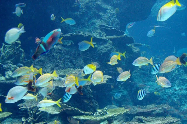 美ら海水族館