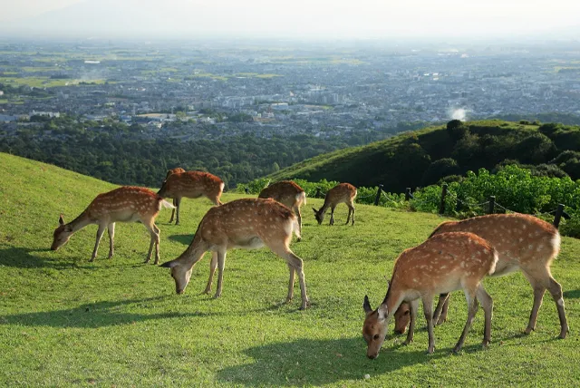 若草山