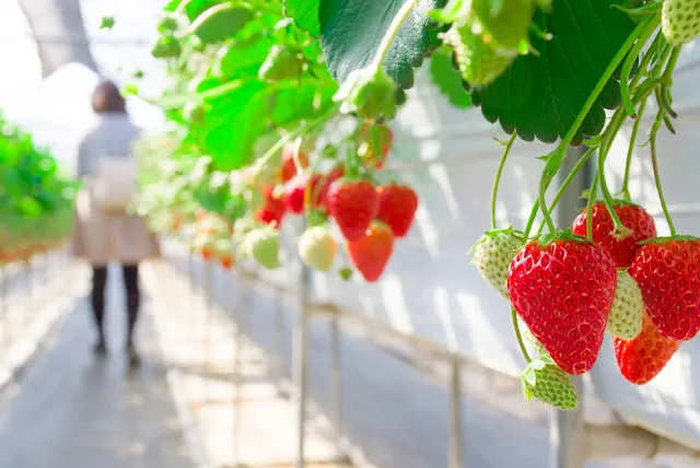 越谷いちごタウン