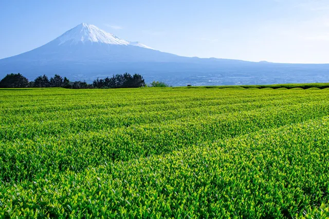 静岡茶