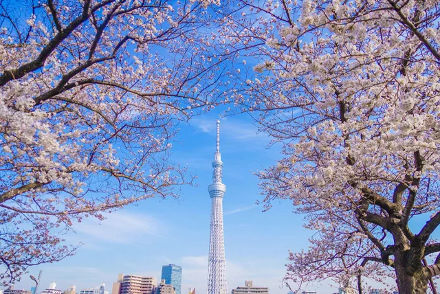 隅田公園から見た東京スカイツリー