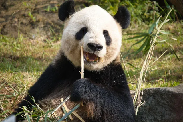 ジャイアントパンダ