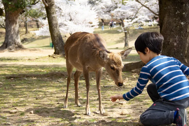 奈良公園の鹿に餌をあげる少年