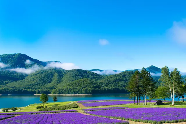 富良野のラベンダー畑