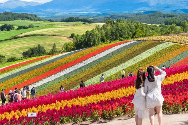 美瑛の花畑